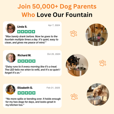 The Doggy Fountain – Stainless Steel Pet Water Fountain