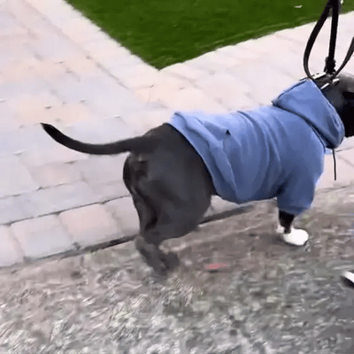 Dog Hoodie Sweatshirts with Pockets