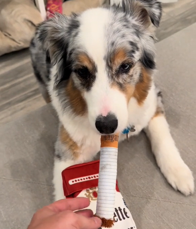 ChewCigarette | Strong & Hilarious Dog Toy – Built for Tough Chewers