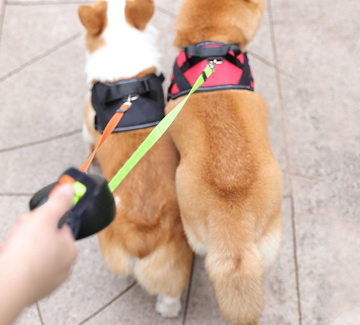 PetWorld - Double Innovative Retractable Dog Leash with Light