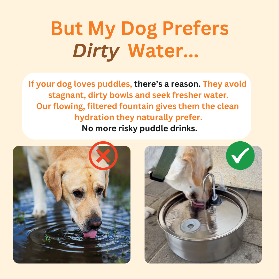 The Doggy Fountain – Stainless Steel Pet Water Fountain