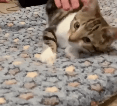 Calming Warm Dog & Cat Blanket