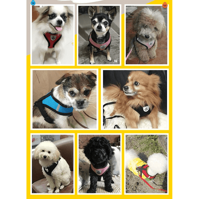 No Pull Dog Harness with Leash – Reflective & Breathable Adjustable Pet Harness for Dogs