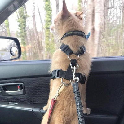 Dog Car Seat Belt