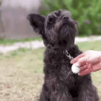 Portable USB Ultrasonic Pest Repeller - Personal Tick & Mosquito Keychain for Pets & Hiking