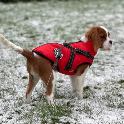RainGuard - 3 in 1 Dog Jacket